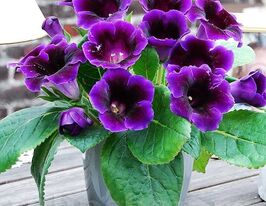 Глоксинія Голлівуд (Hollywood)купити