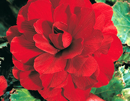 Double dark red (Махровая темно-красная) купить