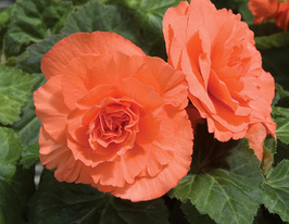 Double salmon (Махровая лососевая) купить