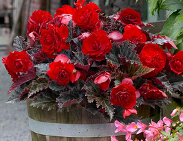 Zwitserland (Швизерленд, Максима) купить