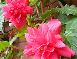 Пендула Каскад розовая (Pendula Cascade pink) купить