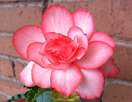 Бегония Бутон де Роуз (Bouton de Rose) купить