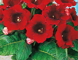 Глоксинія Дефіанс (Défiance)купити