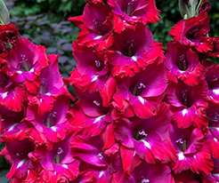 Гладиолус Сан Сиро (San Siro) купить