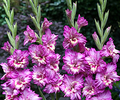 Гладиолусы Tango (Танго) купить