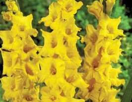 Гладиолус Лимончелло (Limoncello) купить