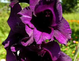 Гладиолус Момбаса (Mombasa) купить