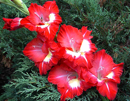 Гладиолус Спарклер (Sparkler) купить