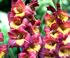 Гладиолус Бресция (Brescia) купить