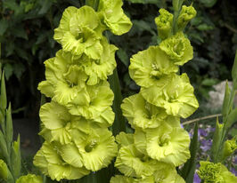 Гладиолус Грин Стар (Green Star) купить