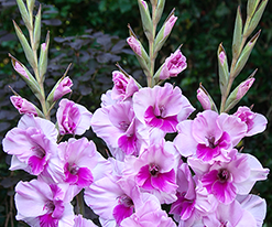 Гладиолус Сакраменто (Sacramento) купить