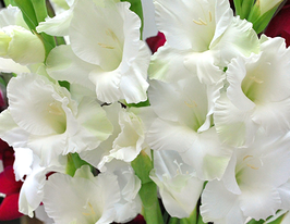 Гладиолус Вайт Просперити (White Prosperity) купить