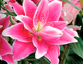 Distant Drum (Дістант Драм)купити