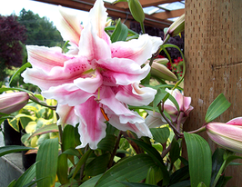 Magic Star (Меджик Стар)купити