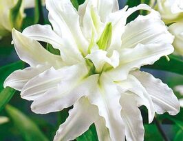 Лилия махровая Полар Стар (Polar Star) купить