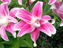 Sweet Rosy (Світ Розі)купити