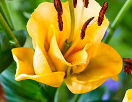 Лілія махрова Епрікот Фадж (Apricot Fudge)купити