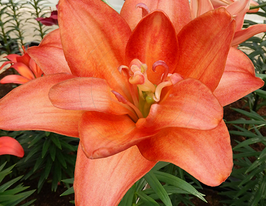 Ceb Latte (Кеб Латте)купити