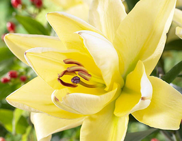 Fifty Fifty (Фіфті Фіфті)купити