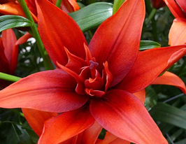 Лілія махровая Ред Твін (Red Twin)купити