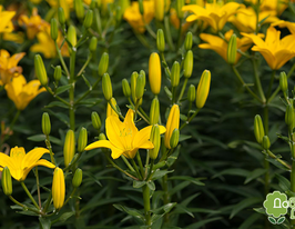 Easy Sun (Изи Сан) купить