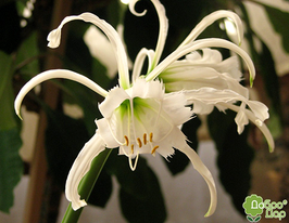 Гименокаллис Zwanenburg (Званенбург) купить