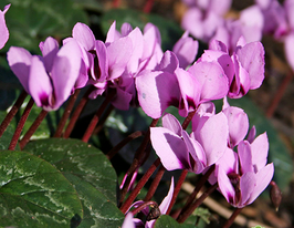 Цикламен Хедерифолиум (Hederifolium) купить