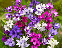 Бабиана Stricta (Стрикта) купить