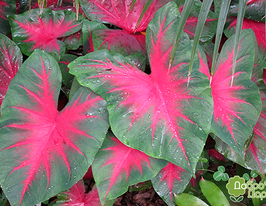 Каладіум Cardinal (Кардинал)купити