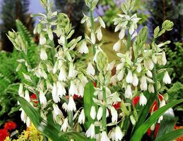 Галтонія Candicans (Кандіканс) в горщикукупити