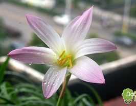 Габрантус Robustus (Робустус) купить