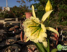 Гименокаллис Sulphur Queen (Сульфур Квин) купить