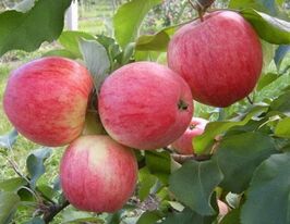 Джулия купить