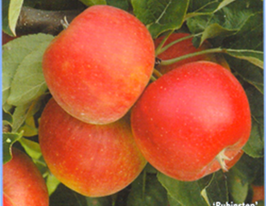 Рубін степкупити