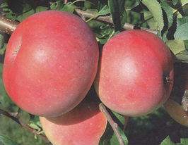 Ятакакупити