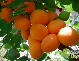 Эрли оранж купить