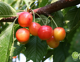 Амазонкакупити