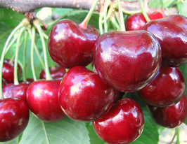 Донецька красунякупити