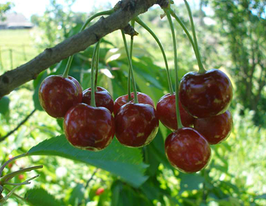 Етикакупити