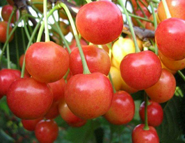 Дончанкакупити