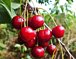 Отрадакупити