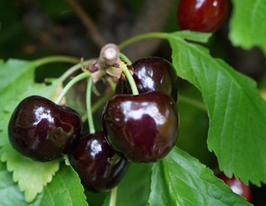 Черешня Семкупити