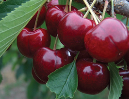 Лапінзкупити