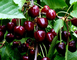 Старкупити