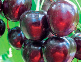 Гермередорфськакупити