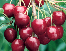 Джорджіякупити