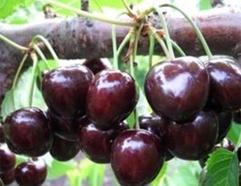 Феровіякупити