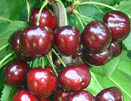 Черешня Біг Старкупити