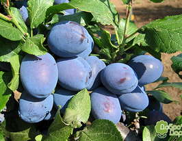 Чачакська Найболия купить