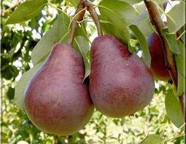 Ред Фаворитка купить